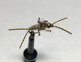Double Trouble Nymph Barbless/ Tungsten