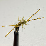 Double Trouble Nymph Barbless/ Tungsten